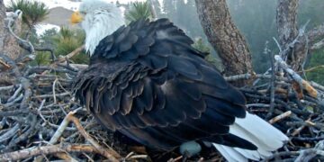 California’s favorite lovebirds Jackie and Shadow welcome first egg of the year