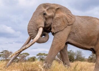 Conservationists in Kenya pay tribute to beloved ‘super tusker’ elephant Craig, who died at age 54