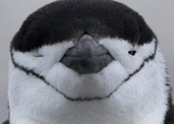 The secret world of animal sleep