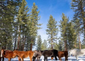 Starving and stranded: Inside the desperate effort to save 24 wild horses