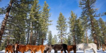 Starving and stranded: Inside the desperate effort to save 24 wild horses