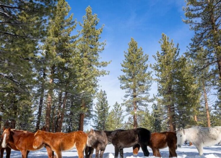 Starving and stranded: Inside the desperate effort to save 24 wild horses