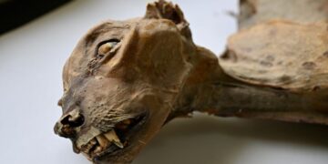 Mummified cheetahs found in Saudi caves shed light on lost populations