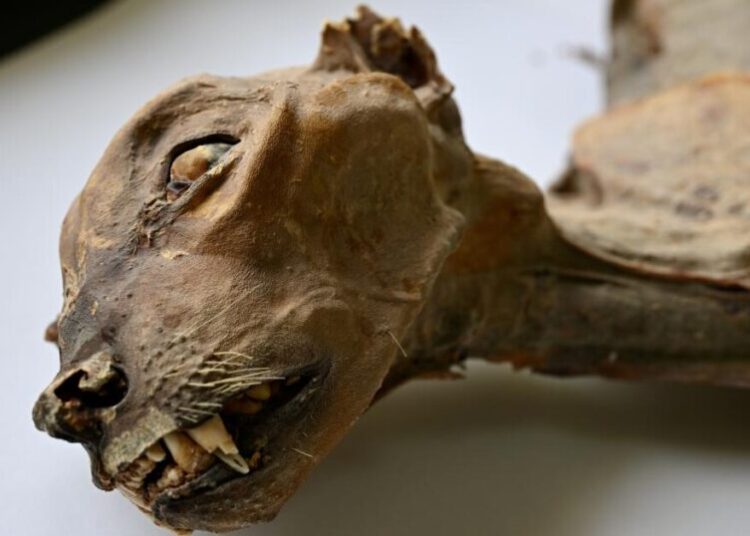 Mummified cheetahs found in Saudi caves shed light on lost populations