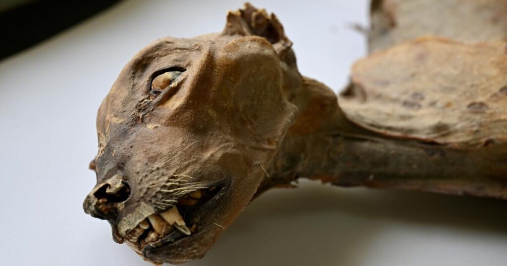 Mummified cheetahs found in Saudi caves shed light on lost populations