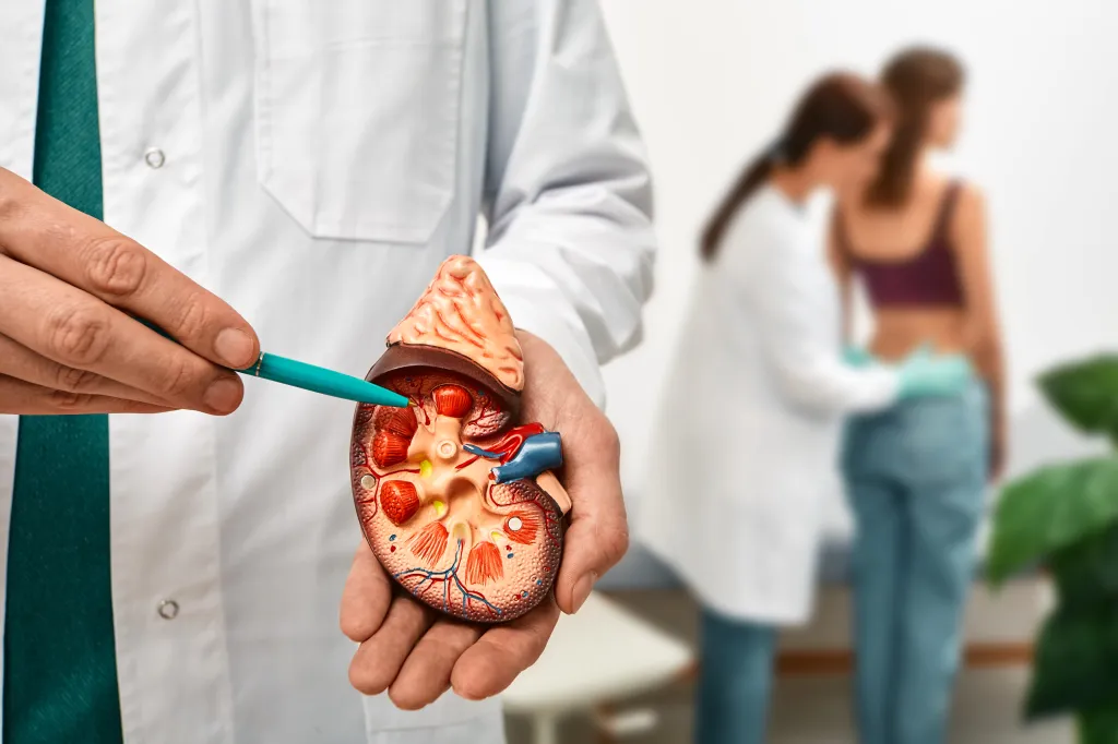 A doctor in a white coat holding and pointing to a model of a kidney, with a female patient and another doctor in the background.
