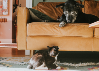 5 Signs Your Pet Is More Stressed Than You Think, According to a Vet