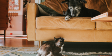 5 Signs Your Pet Is More Stressed Than You Think, According to a Vet