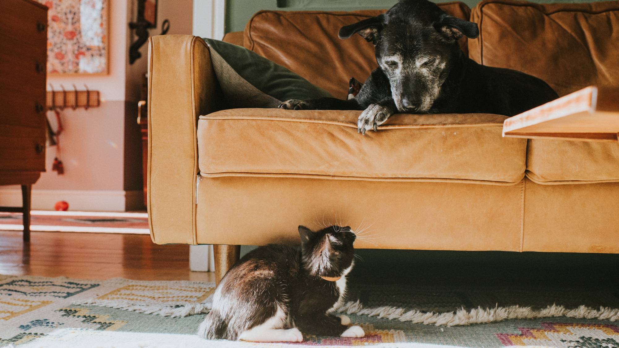 5 Signs Your Pet Is More Stressed Than You Think, According to a Vet