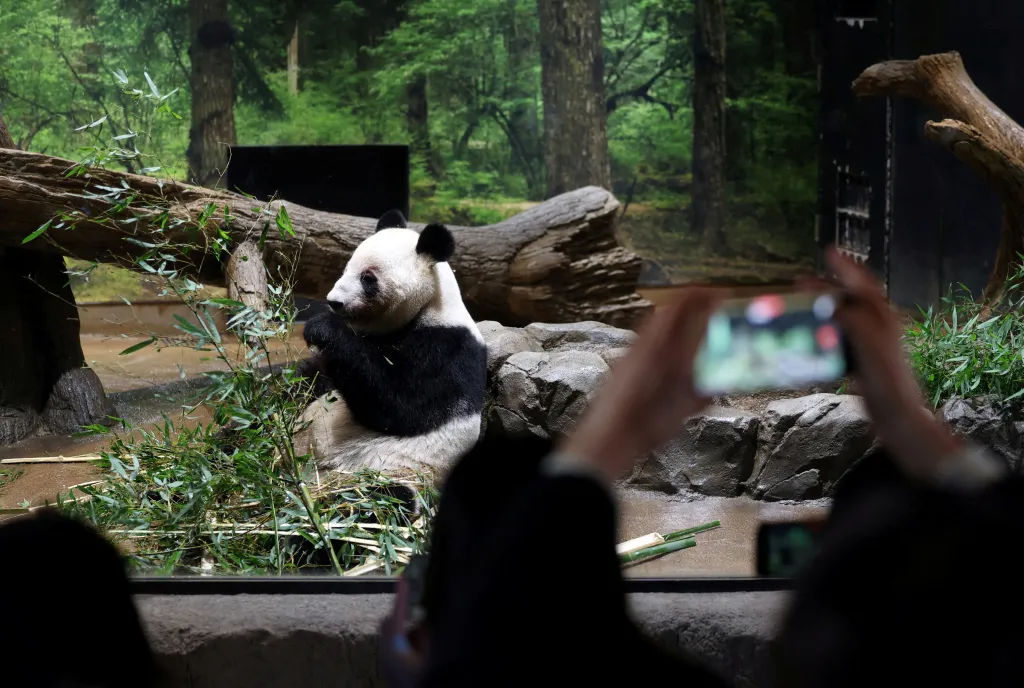 Chinese Foreign Ministry spokesperson Guo Jiakun said: “I know giant pandas are loved by many in Japan, and we welcome Japanese friends to come visit them in China.”