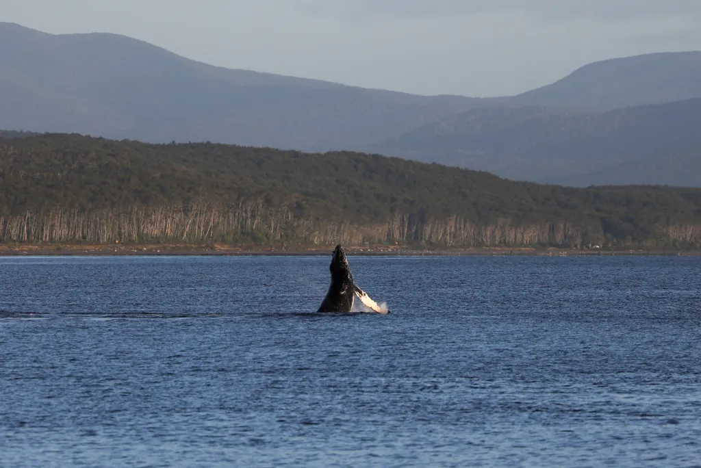 A whale jumps during a boat trip in the Strait of Magellan near the Brunswick Peninsula on Dec. 2, 2025.