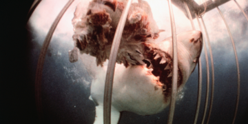 Why Shark Attacks Spike in Hawaii at the Same Time Every Year