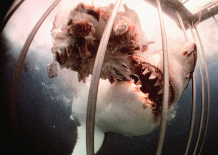 Why Shark Attacks Spike in Hawaii at the Same Time Every Year