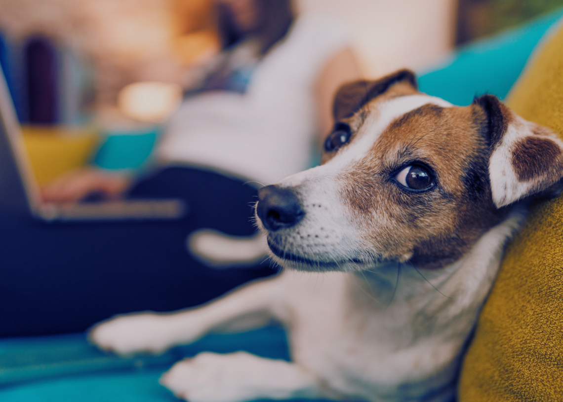 Your Dog Might Be Learning New Words Just by Overhearing Your Conversations