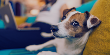 Your Dog Might Be Learning New Words Just by Overhearing Your Conversations