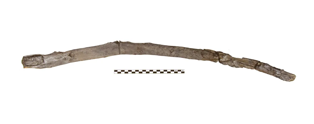 430,000-year-old wooden tool from Greece, possibly used for digging.