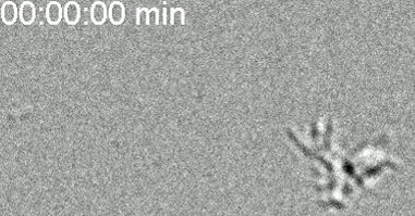 How Microbes Got Their Crawl