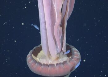 This Giant Phantom Jelly Won’t Eat You. Maybe.