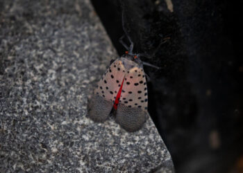 Cities May Be ‘Evolutionary Training Grounds’ for Spotted Lanternflies