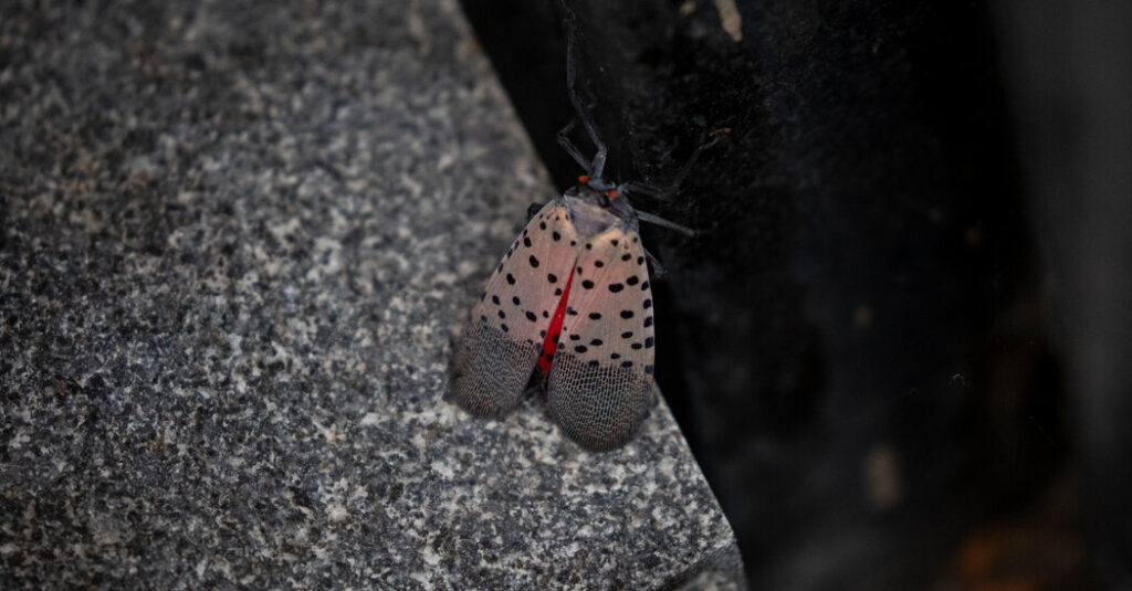 Cities May Be ‘Evolutionary Training Grounds’ for Spotted Lanternflies