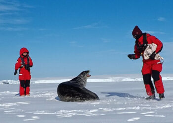 Antarctica’s Best Ocean Explorers Have Whiskers and Love to Lounge