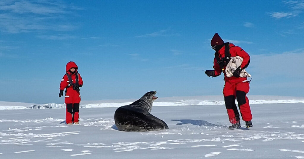 Antarctica’s Best Ocean Explorers Have Whiskers and Love to Lounge