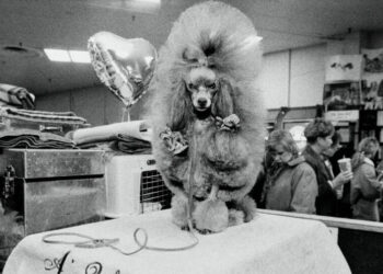 These Pictures of Westminster Dogs Are Best in Show