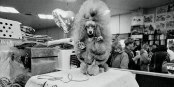 These Pictures of Westminster Dogs Are Best in Show