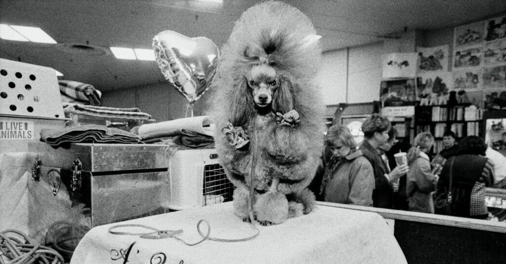 These Pictures of Westminster Dogs Are Best in Show