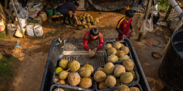 Farmers Made a Fortune on This Fruit. Now It Is Piling Up.