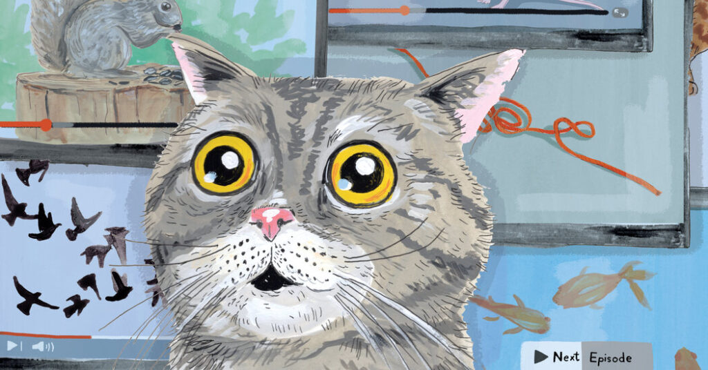 TV, It’s Not Just for Humans Anymore