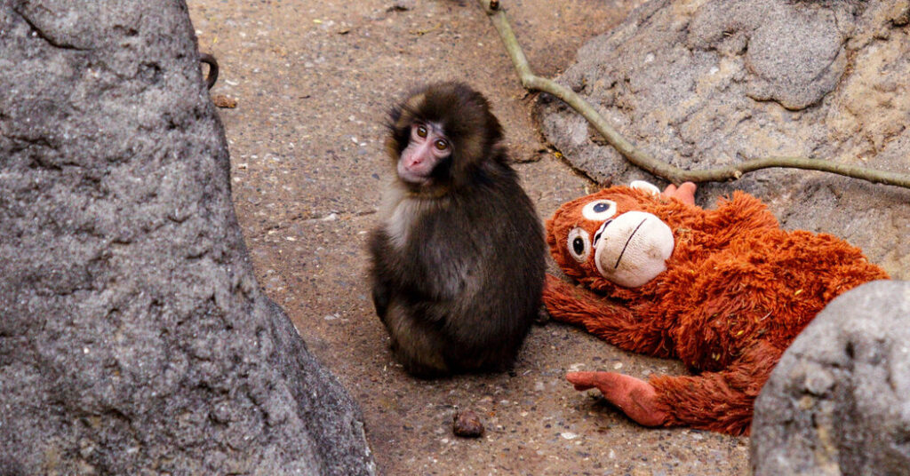 A Lonely Baby Monkey Wins Hearts, and Even a Few Friends