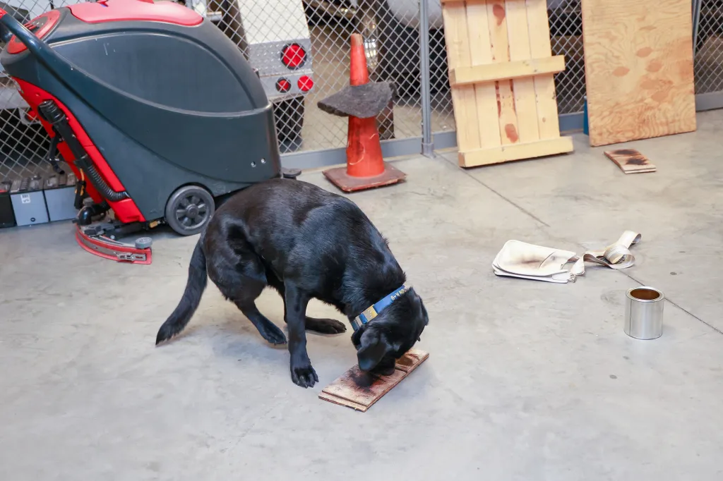 ATF K-9 Chuck sniffing out accelerants during a training exercise.