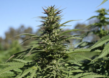 An Exhilarating, Drug-Fueled, True-Crime Thriller