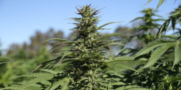 An Exhilarating, Drug-Fueled, True-Crime Thriller