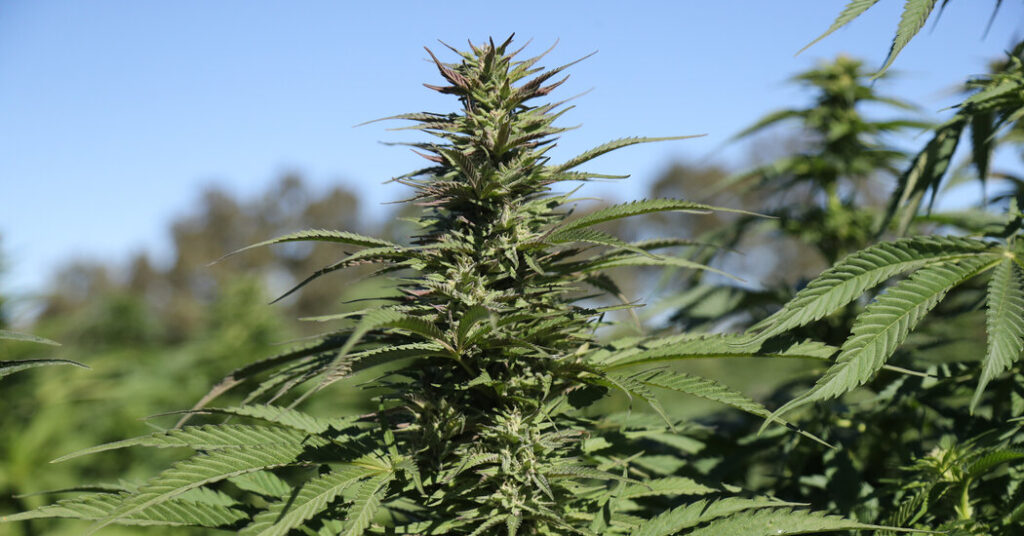 An Exhilarating, Drug-Fueled, True-Crime Thriller