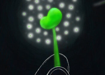 The Many Gifts of Kidney Donation