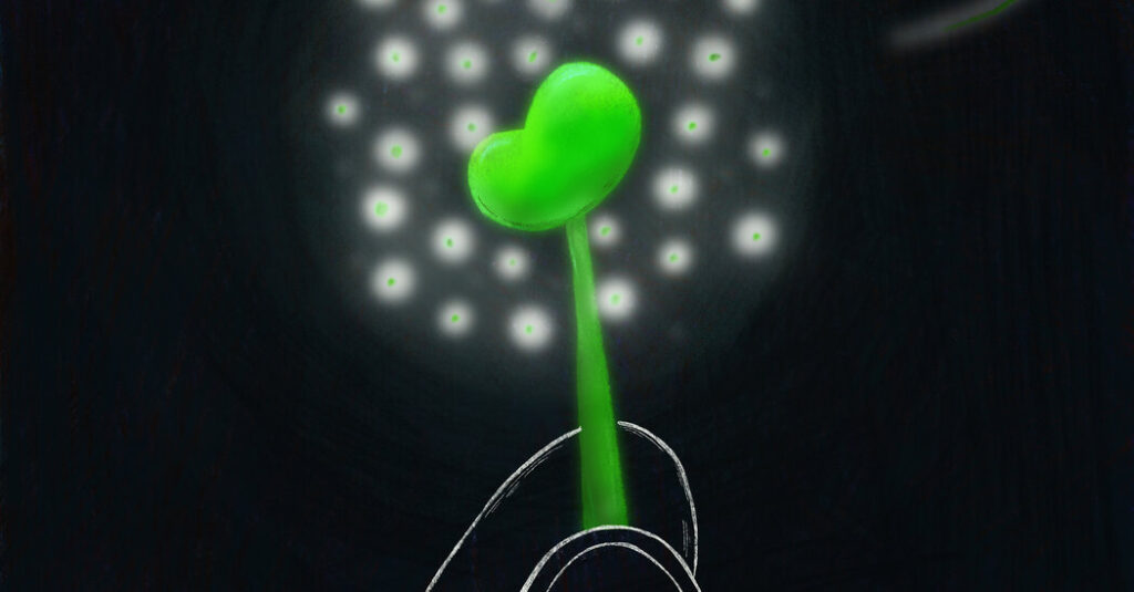 The Many Gifts of Kidney Donation