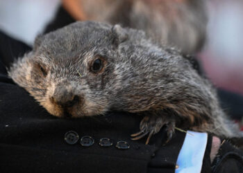 It’s Cold. Punxsutawney Phil Did Not Bring Good News for the U.S.