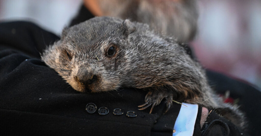 It’s Cold. Punxsutawney Phil Did Not Bring Good News for the U.S.