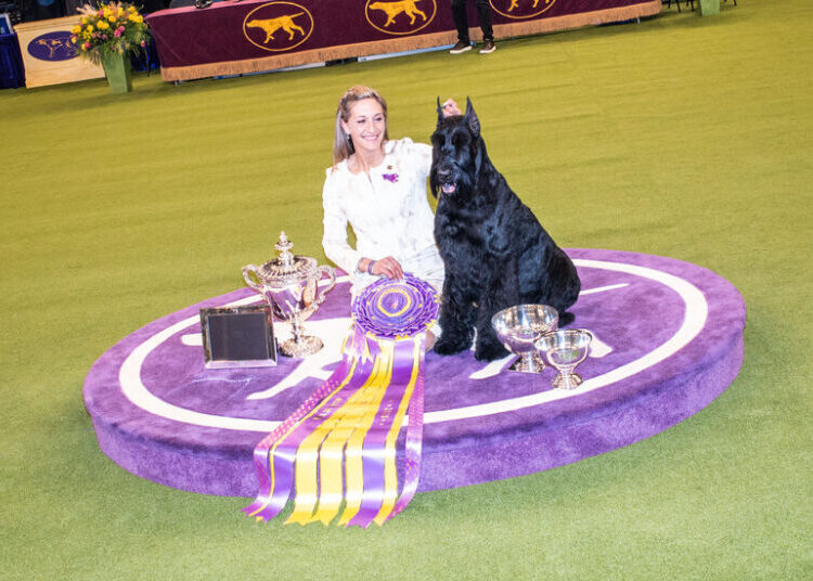 How to Watch the 2026 Westminster Dog Show