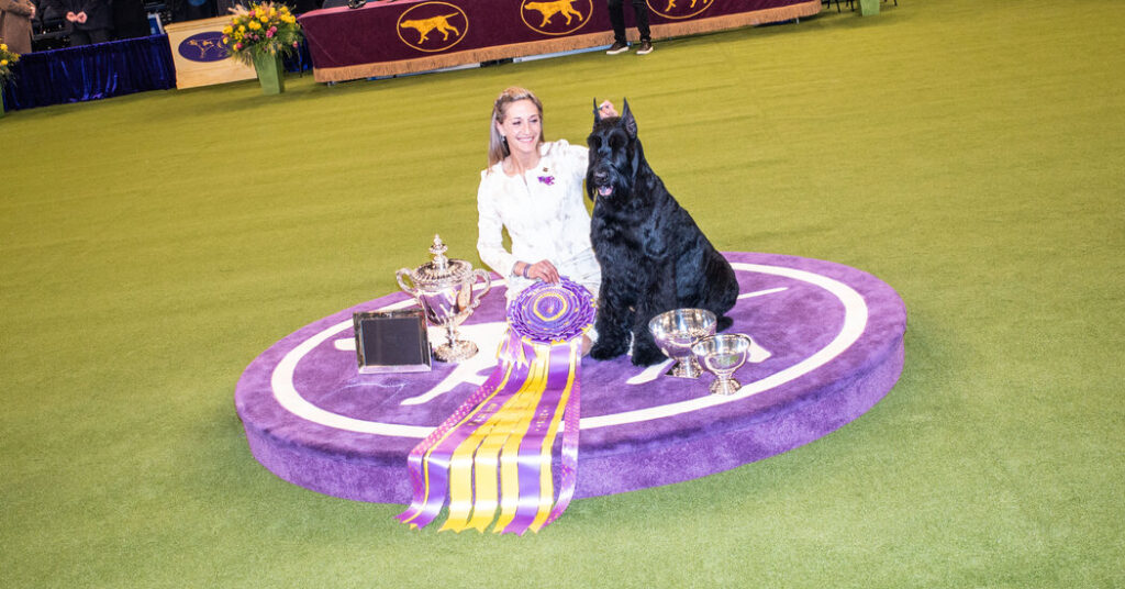 How to Watch the 2026 Westminster Dog Show