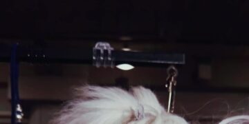 Behind the Scenes at the 150th Westminster Dog Show