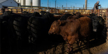 Meat Processors Take a Hit as Cattle Prices Remain High