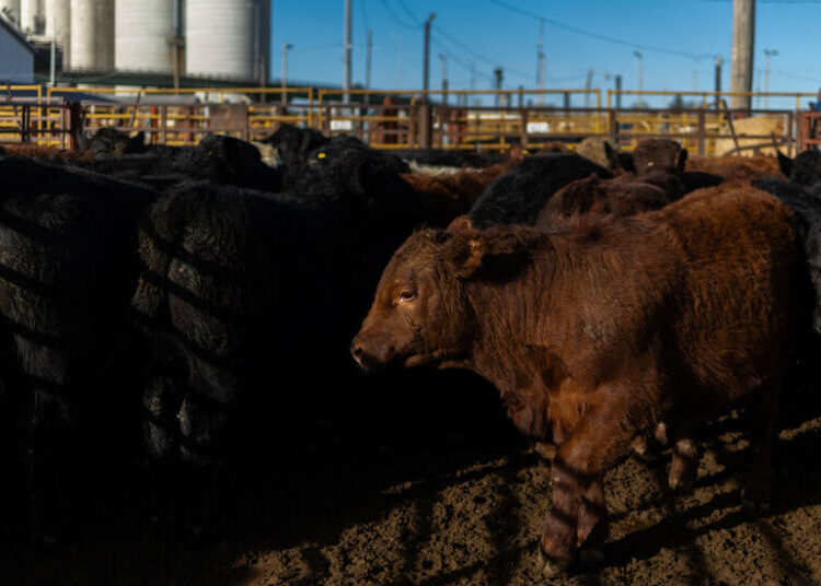 Meat Processors Take a Hit as Cattle Prices Remain High