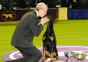 7 Unforgettable Dogs at Westminster