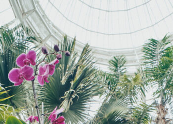 Who Is That Masked Man? The Orchids Aren’t Telling.