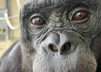 At a Bonobo’s ‘Tea Party,’ Scientists Find Hints of Imagination