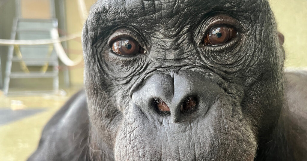 At a Bonobo’s ‘Tea Party,’ Scientists Find Hints of Imagination