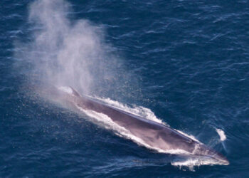 Trump Opens Marine National Monument in Atlantic to Commercial Fishing